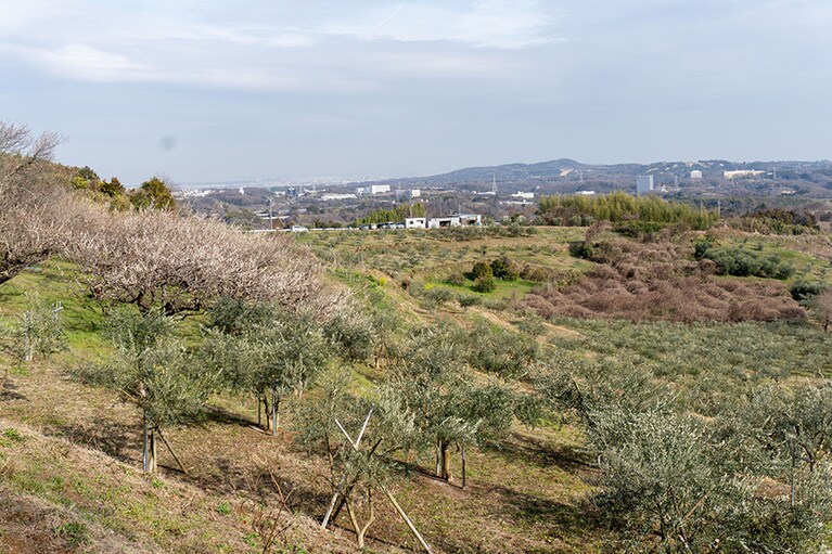 ファームビレッジ湘南 中井オリーブ園はなだらかな丘陵地に一面のオリーブ畑が広がる、まさに絶景スポットでもあります。