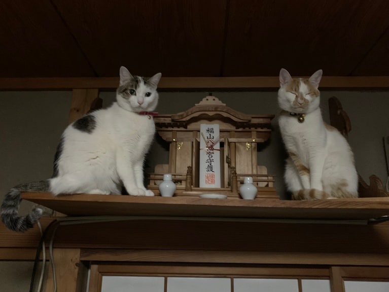 スッポリ部門4位：左：リリ ♀ 5歳、右：アマン ♂ 5歳。