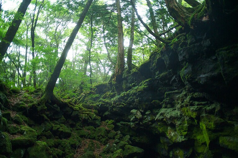 樹海を歩くのは2日目の早朝。すでに秋の気配が感じられる。