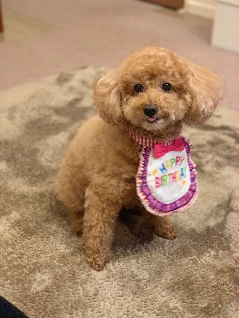 「舌出してあざとい娘」