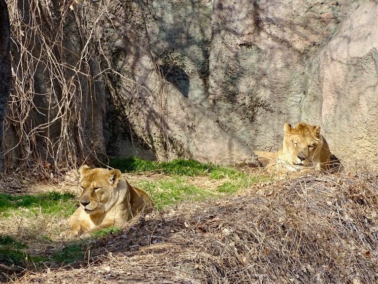 お互い日当たりのいい場所で寝ていたが……。
