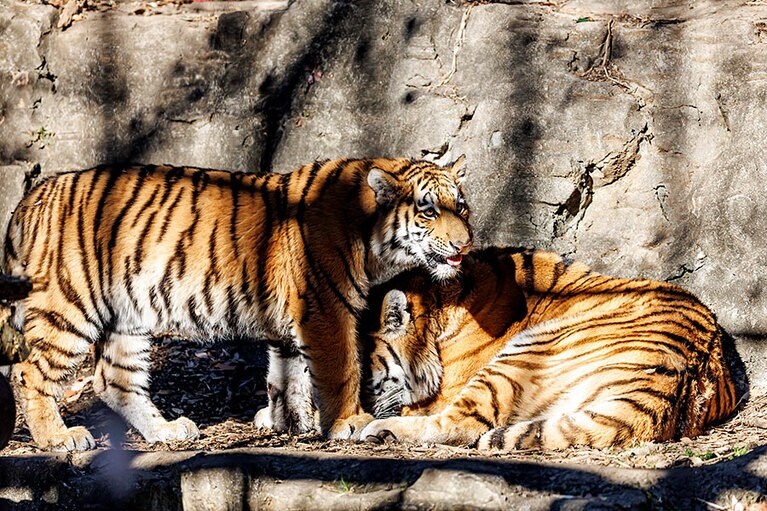 イチに近づいて甘えるフタバ。