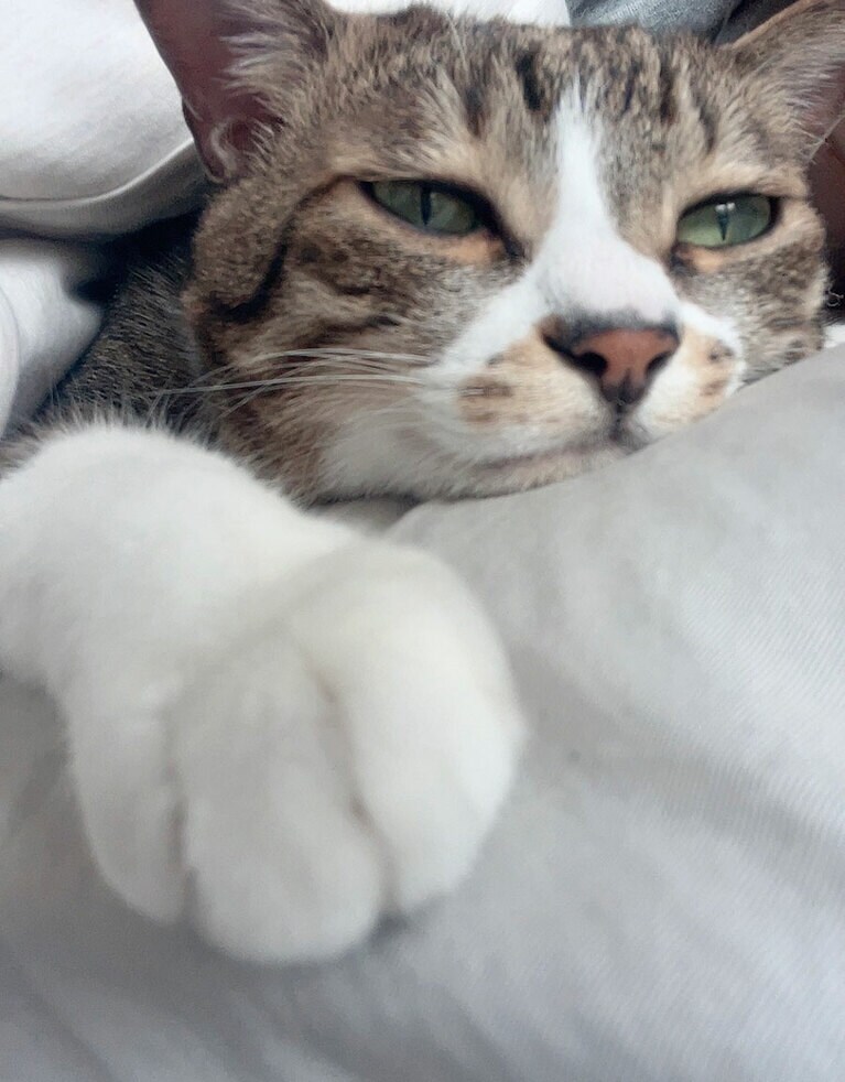 はる オス 11歳。たぬきのようにまるっこく、おっとりさん（Riraさん）。