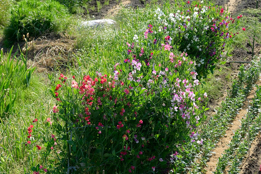田んぼの近くの畑にもスイトピーのような花々が。