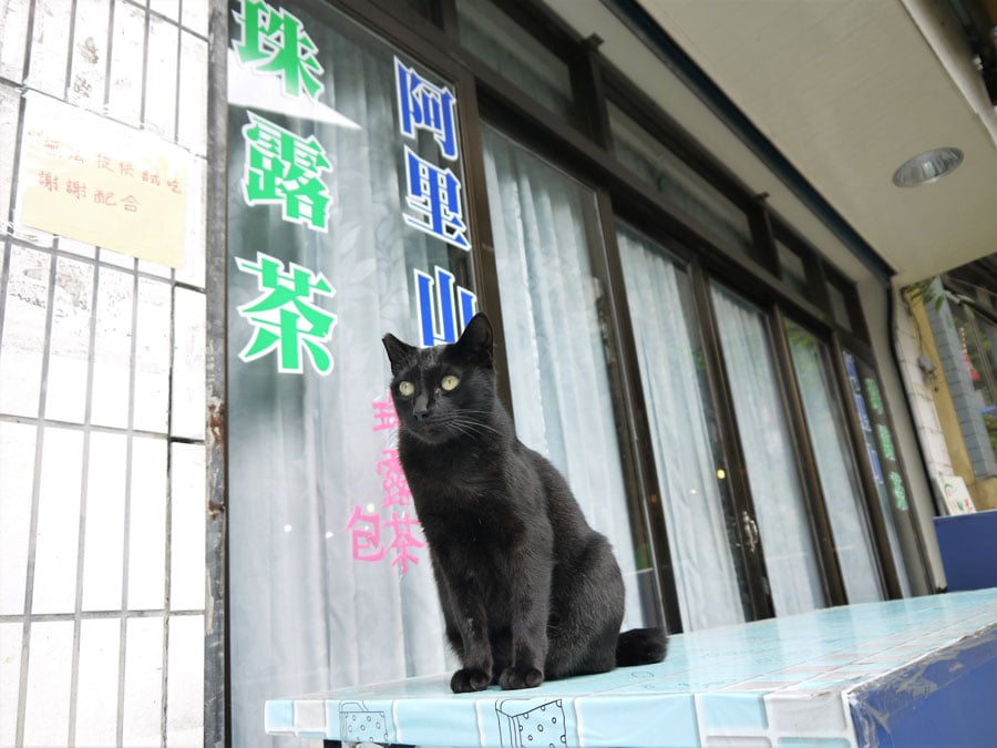 阿里山茶のお店の前で、奮起湖老街を見守る黒猫。