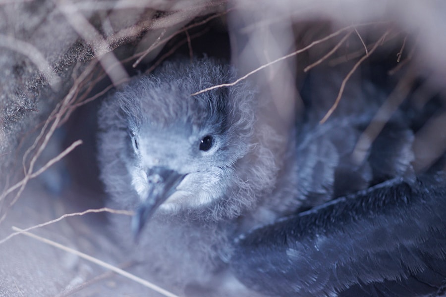 プウヘペ周辺はオナガミズナギドリの営巣地。早朝には、地面に掘った横穴の中で休息する雛の姿を見ることがある。