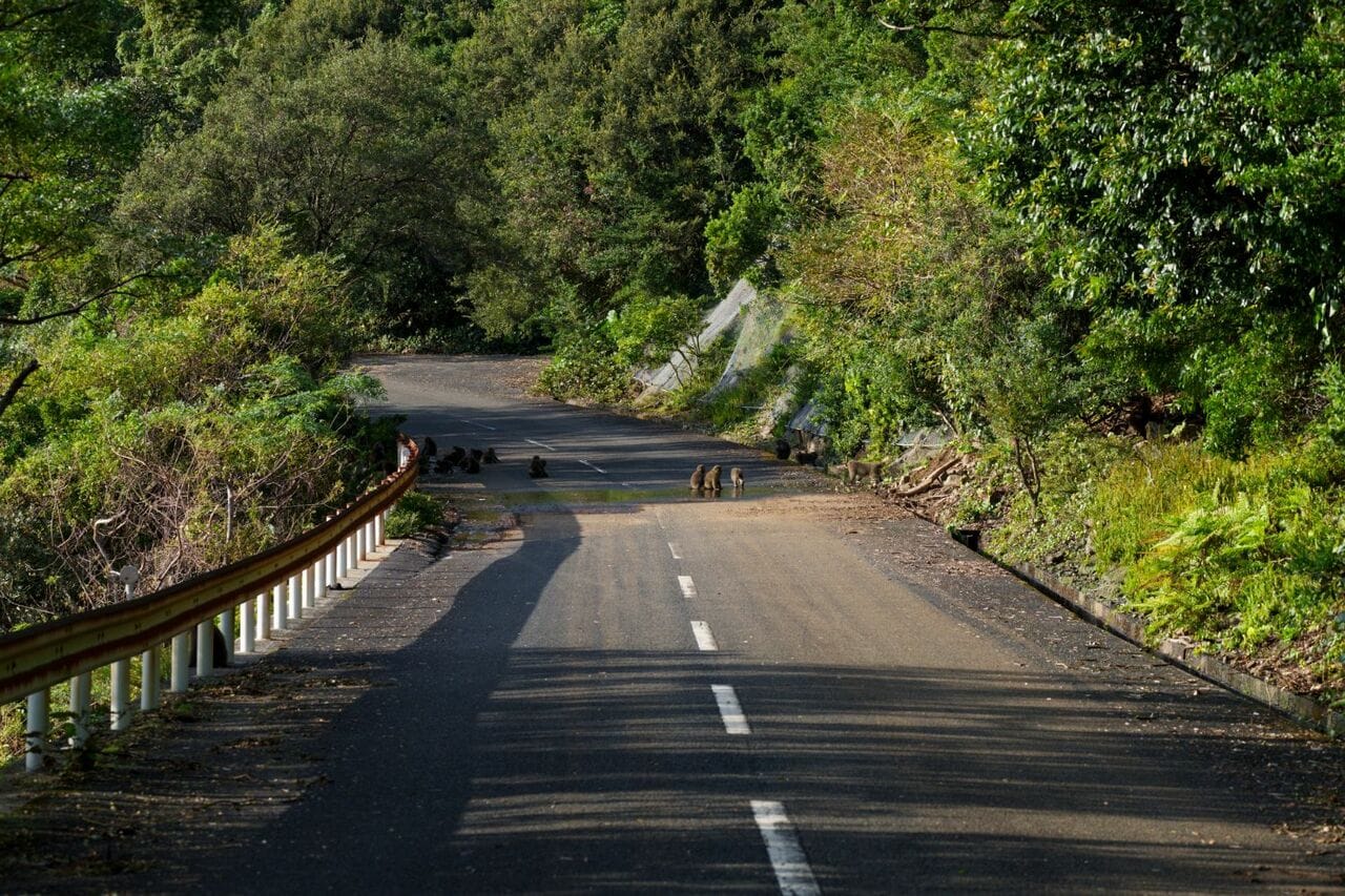 道路上でくつろぐヤクザルの群れ　©️大島淳之