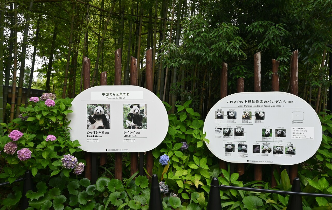 上野動物園にいたパンダたち。（2026年6月30日、筆者撮影）