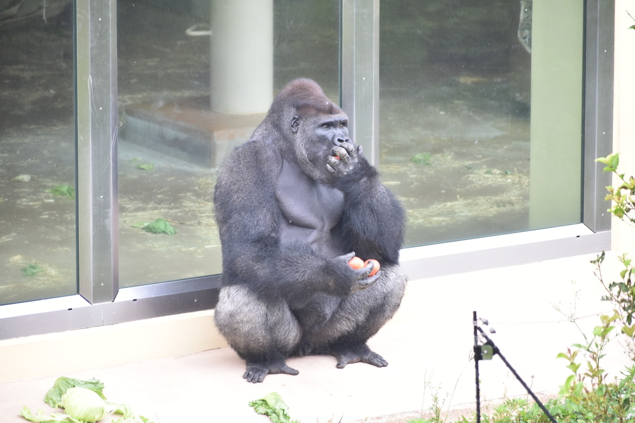 トマトを食べるキヨマサ。写真提供＝名古屋市東山動植物園