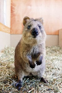 世界一幸せな可愛い動物「クオッカ」 豪から来日で一日も早く会