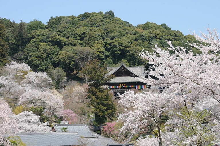 【奈良県】長谷寺。