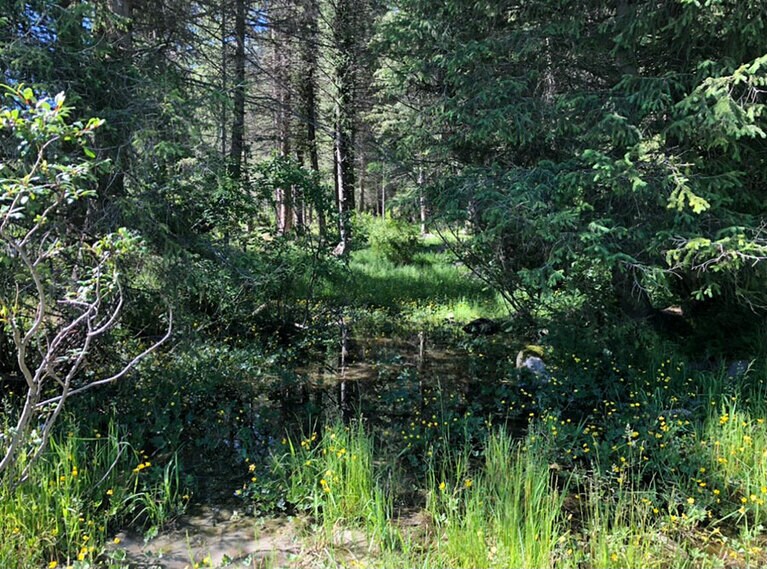 きゅうりの匂いがしてきた森の始まり。