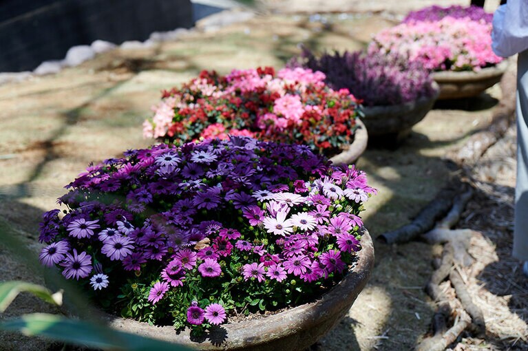 季節の花を植えた鉢物。常に植物が入れ替わり、場所も移動する。