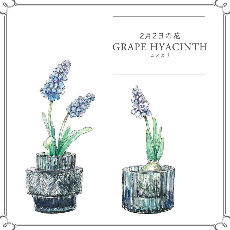 2月2日の花「ムスカリ」