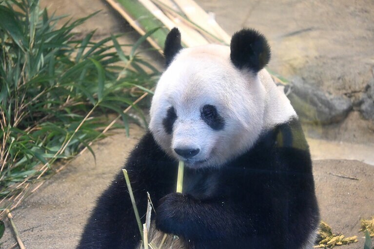 2023年2月19日のシャンシャン。この2日後に中国へ旅立った。