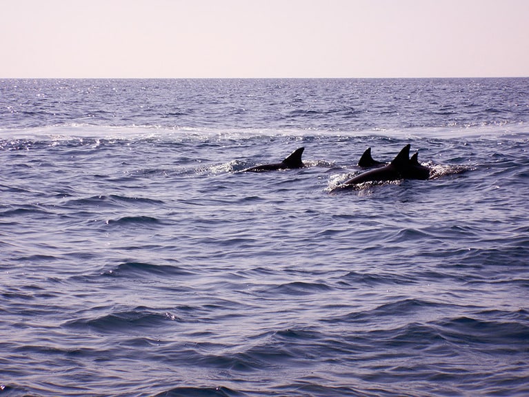 ジェットスキーの近くに現れたバンドウイルカ。プシューッ、プューッと呼吸する音が近くで聞こえます。