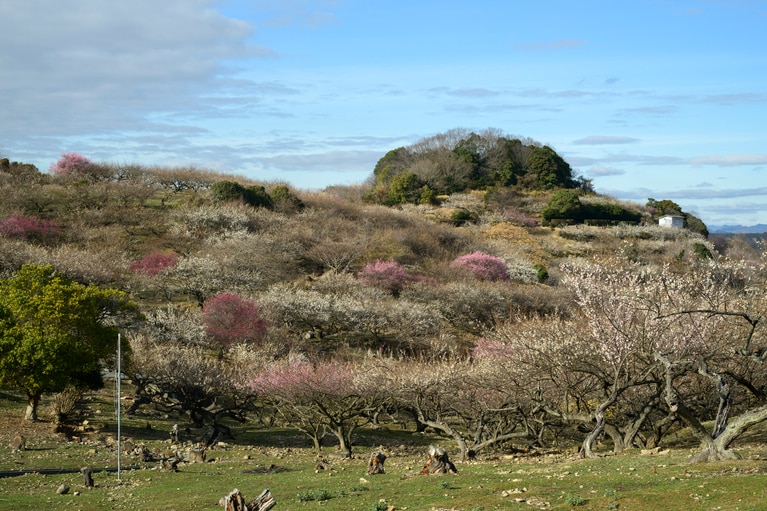 《早春の絶景散歩》紅白の梅の先には瀬戸内海、園内には古墳も！西日本随一の梅の名所「綾部山梅林」へ【兵庫県】