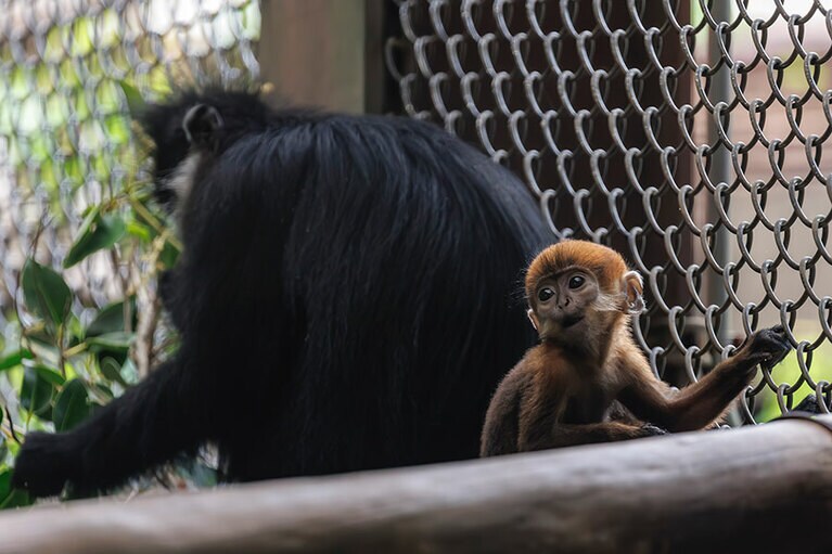 チョコとミント。