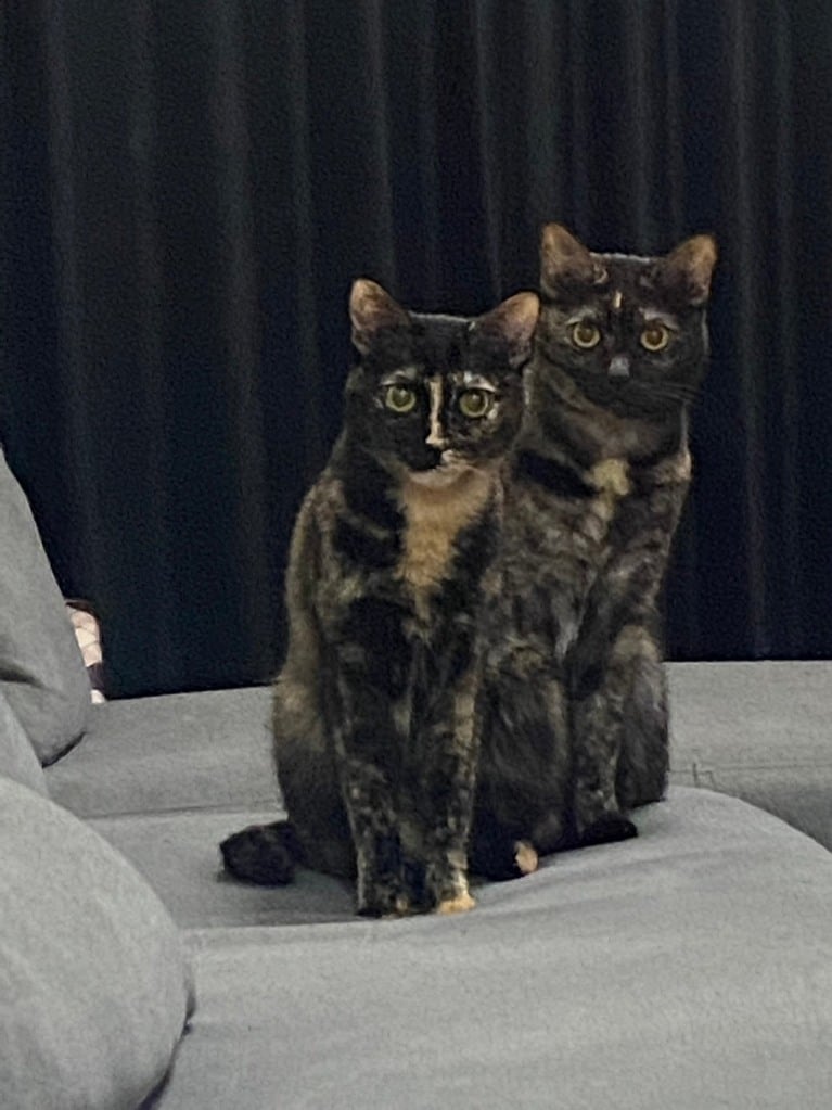 華山・やすいさんの愛猫テンちゃんとセンちゃん。