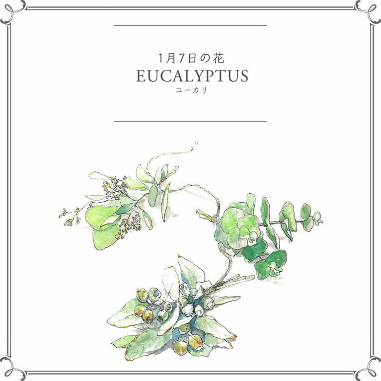 1月7日の花「ユーカリ」