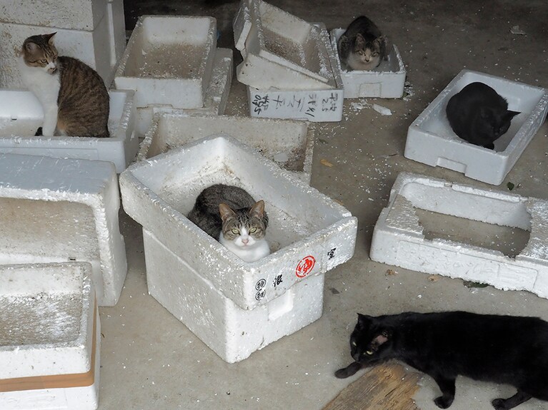 「春からの新居は『シェニャハウス』にしたのニャ！　ニャかまもたくさん住んでいるし……住み心地は最高なのニャ♪」