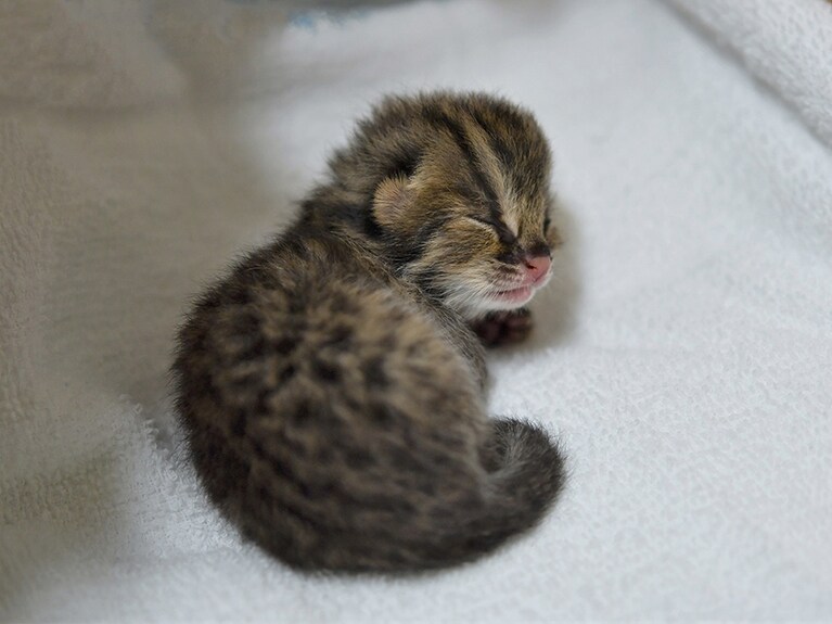 生まれた翌日の赤ちゃん。寝ているのか起きているのか。提供：よこはま動物園ズーラシア