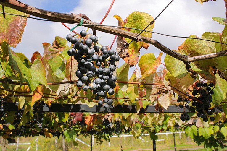 【秋田県】小坂七滝ワイナリー。