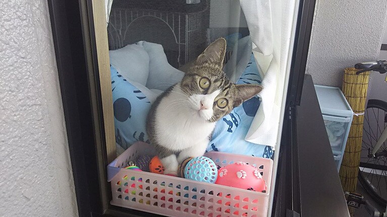 あずき ♀ 1歳。洗濯物を取り込み中、あずきに仕事振りをチェックされているところです(笑)