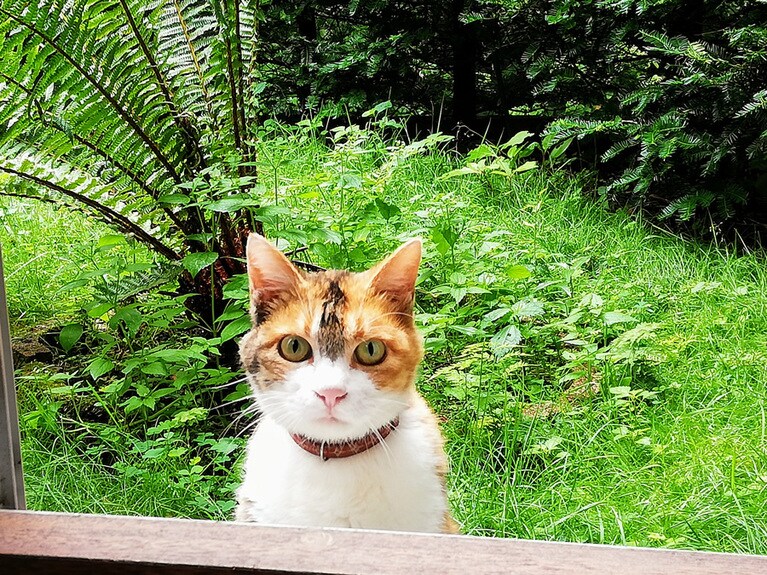 ネコ ♀ 3歳。こんにちは！ 隣のネコです。