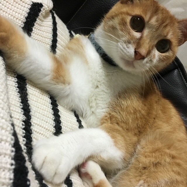 レイ ♂ 19歳。19歳ですが、今でも元気いっぱいの我が家の宝物です。小顔で目が大きく、こんな顔に生まれたかった…と羨ましく思うくらいです(笑)。