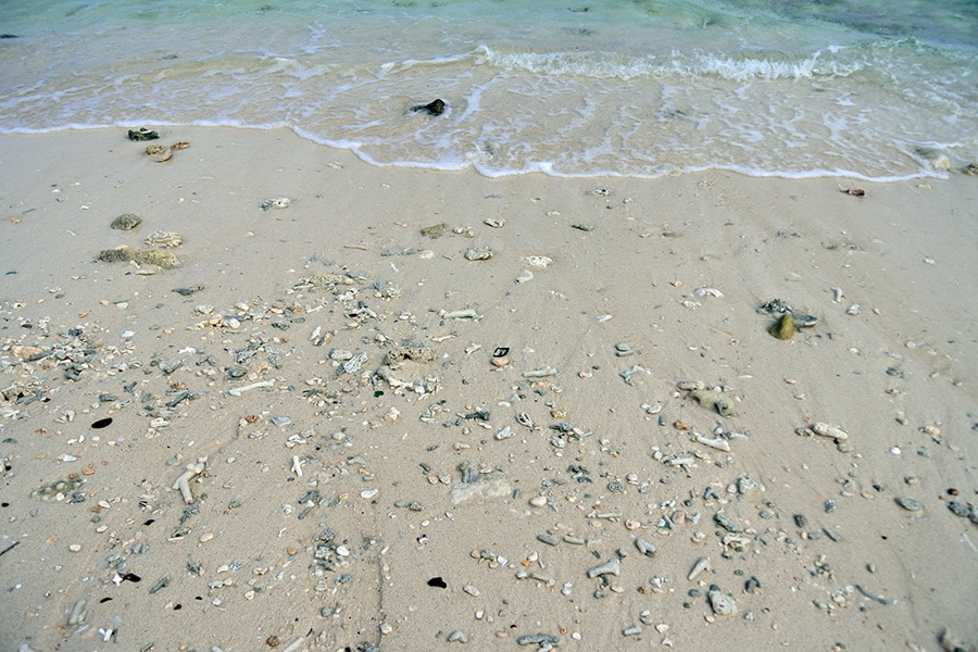 白砂ビーチにはサンゴの欠片や貝殻も落ちています。