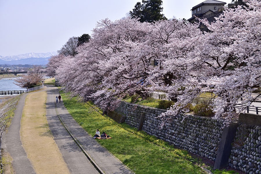 犀川の桜。石川県観光連盟