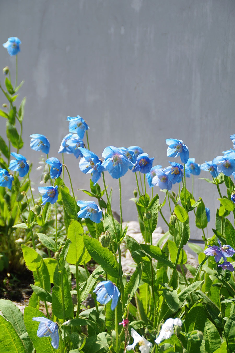 青い花が可憐なブルーポピー。