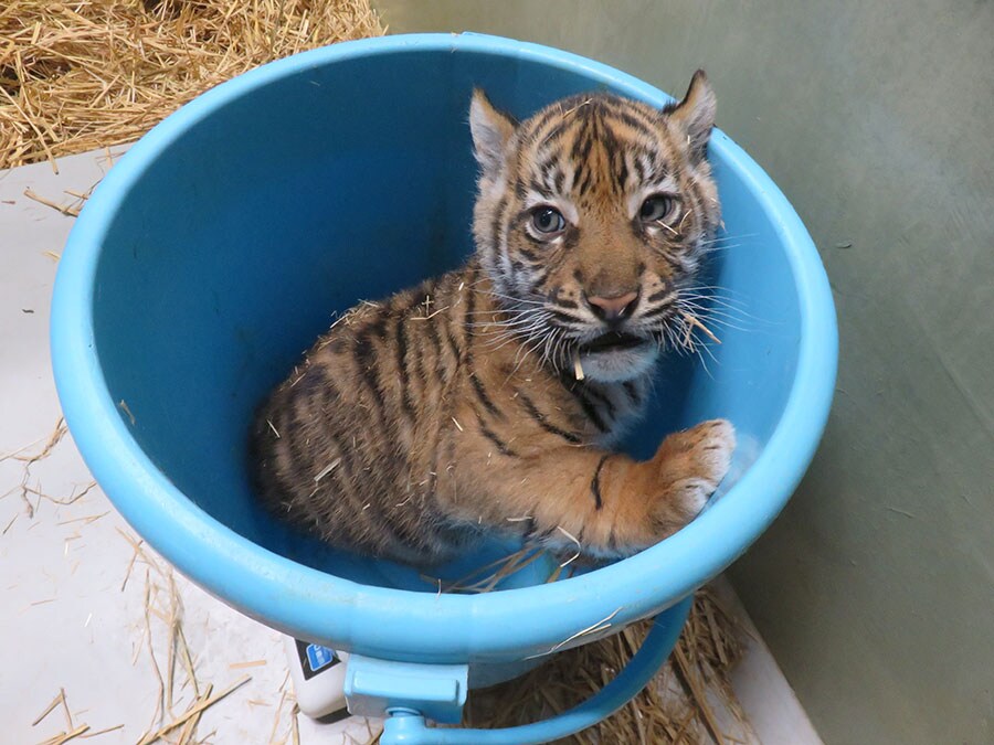 2023年12月に誕生したスマトラトラの赤ちゃん。写真提供＝公益財団法人 東京動物園協会