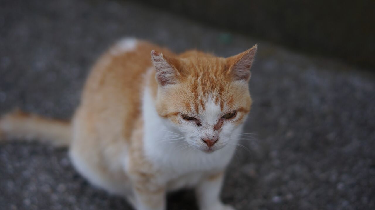 島に棲んでいる猫には去勢手術が施された