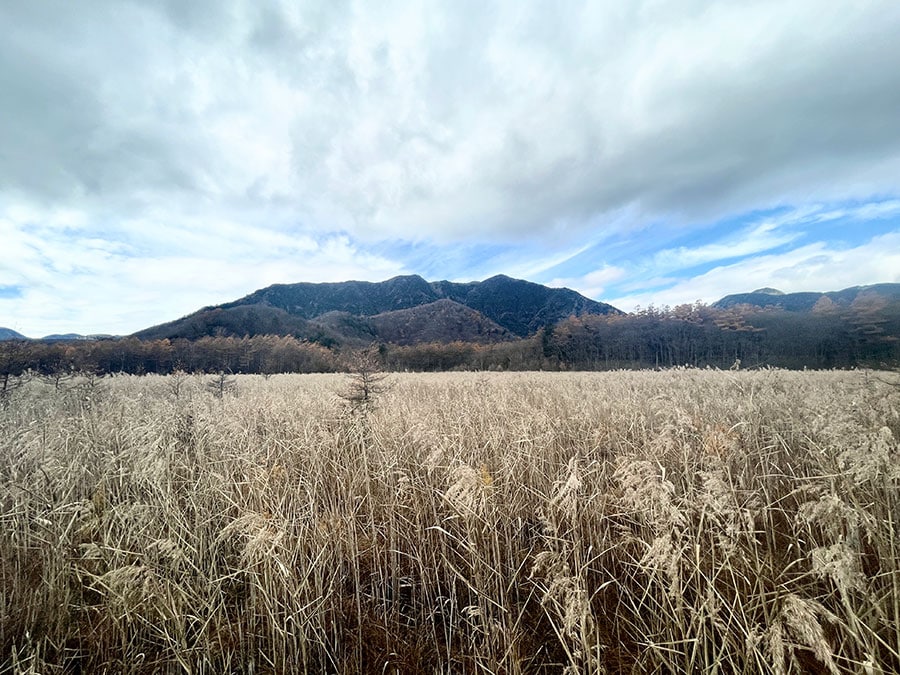 秋らしいススキも風にそよいでいました。