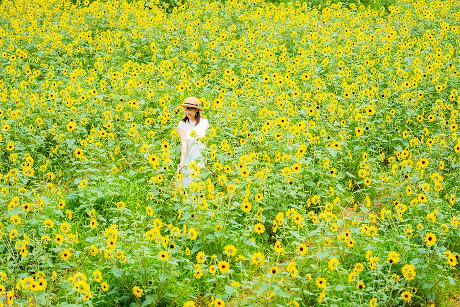 世羅高原農場「ひまわりまつり」。