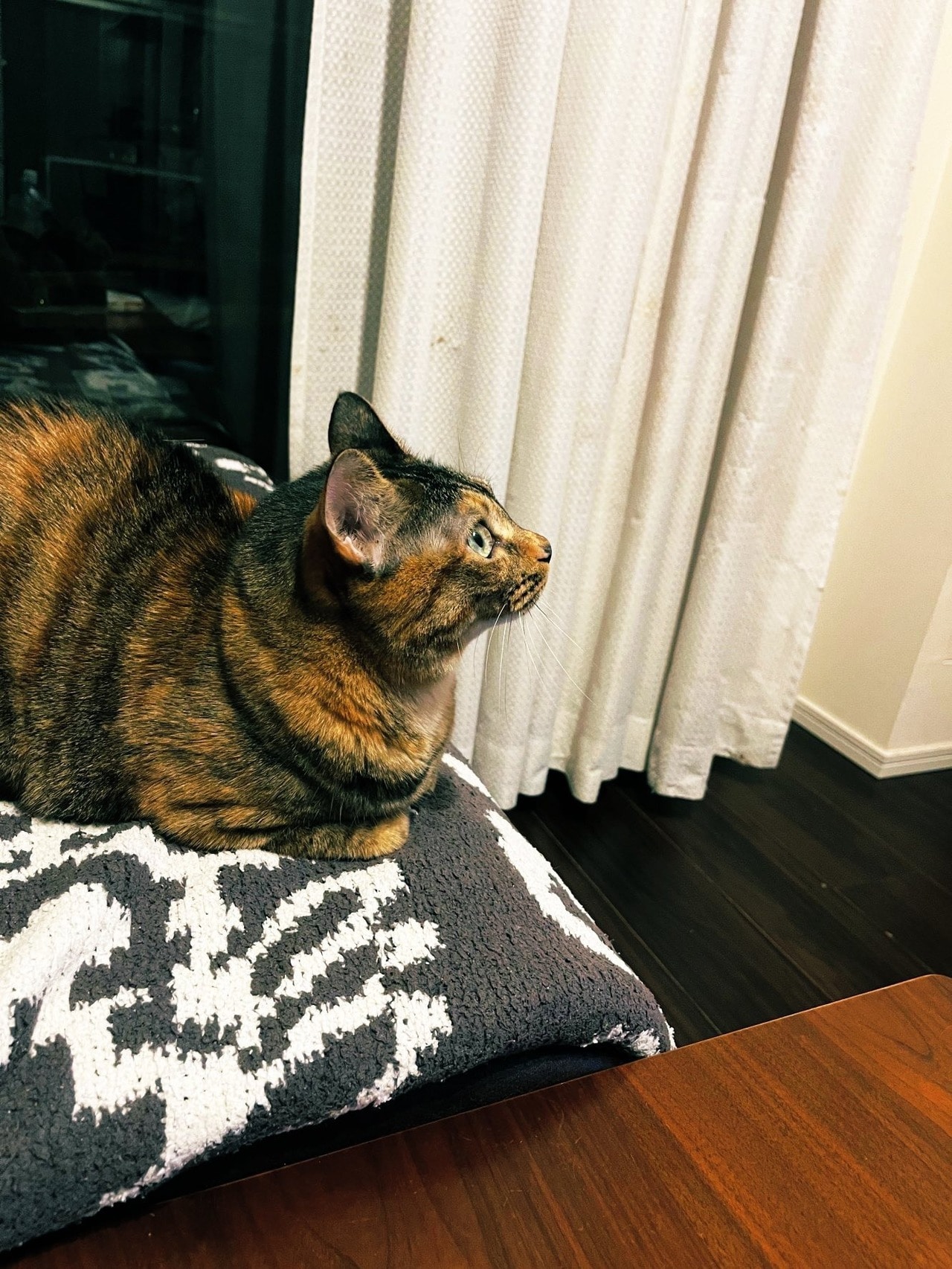 「違うアプローチで愛猫家としてのアイデンティティを保持してます」(純さん)