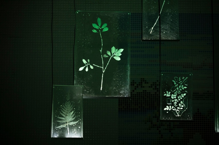 窯業を生業とする瀬戸市にはハゲ山を緑化するための植物であったり、釉薬用の植物であったり、多様な植物が存在する。瀬戸市を別の視点から見つめることに繋がる。