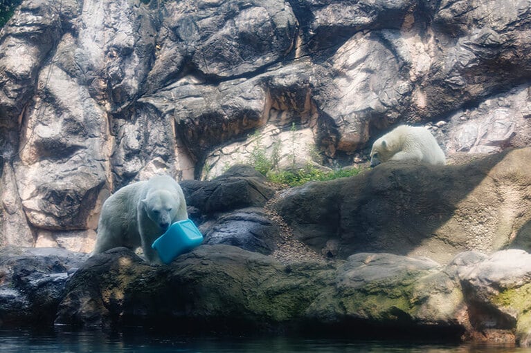 イッちゃんとライ。