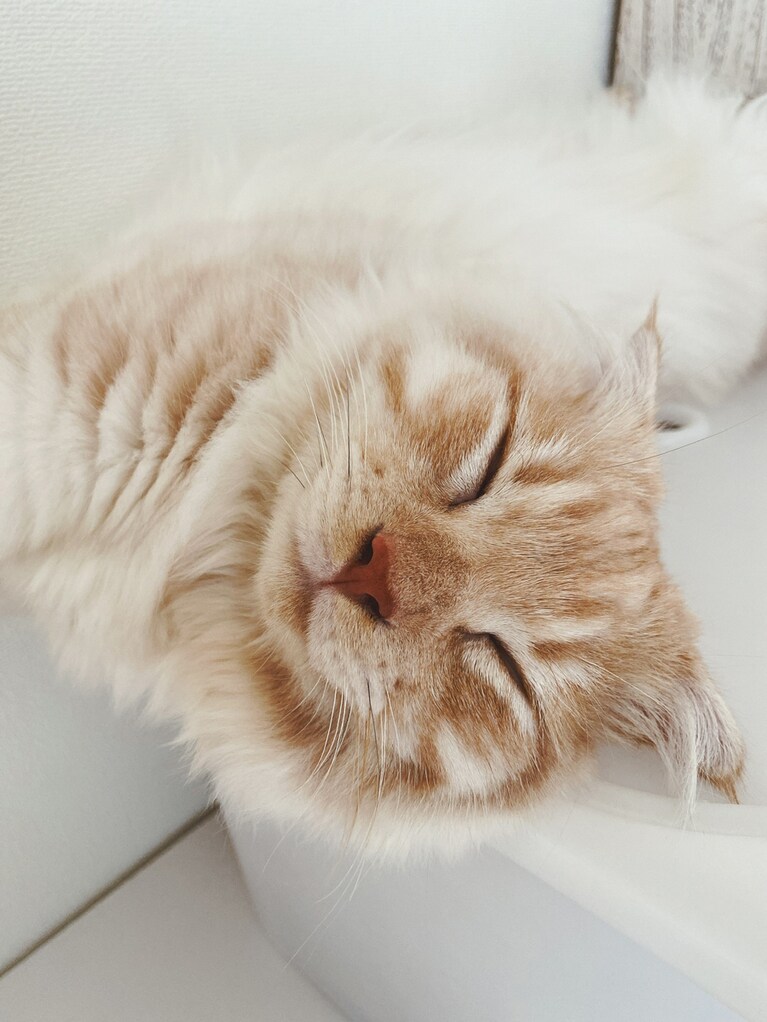 ラテ ♂ 0歳。日々の何気ない仕草で癒される瞬間がたまらなく幸せを感じます。