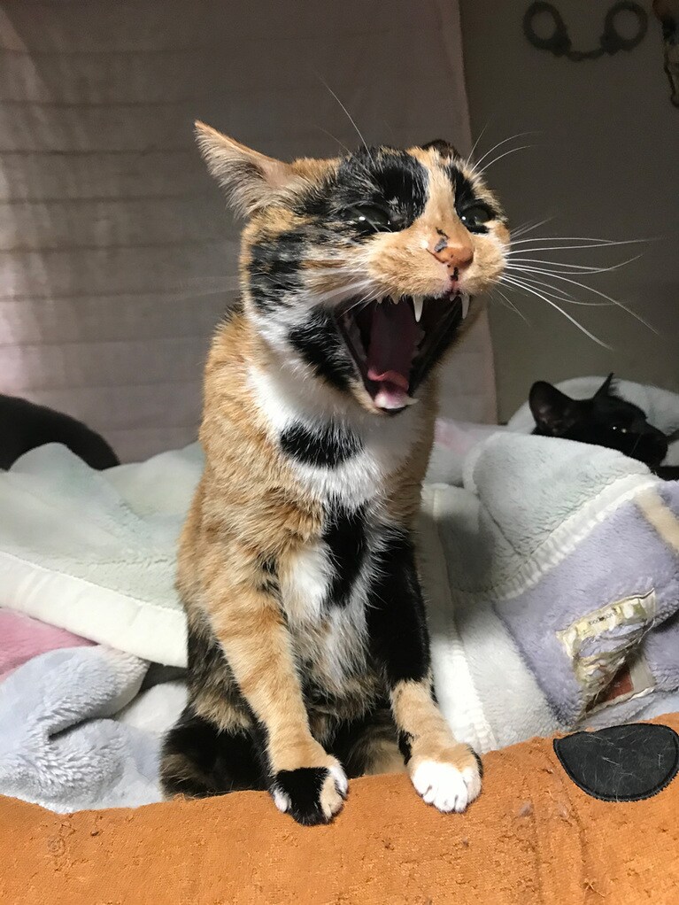 だんご ♀ 2歳。寝床に手をかけてライオンみたいにガオー！って雄叫び〜。なーんてくらいおてんば娘のだんごちゃんです。