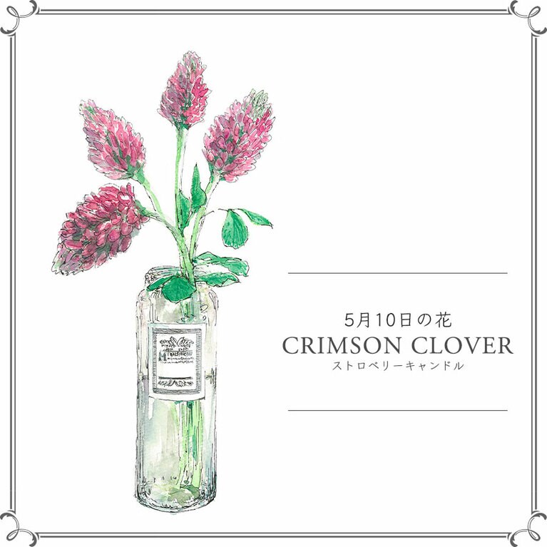 5月10日の花「ストロベリーキャンドル」