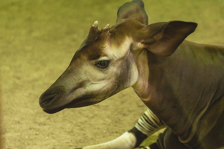 オカピ。外見からシマウマの仲間と勘違いされがちなオカピですが、キリン科に属する原種の動物です。たしかに顔もツノもキリンに似ている……！