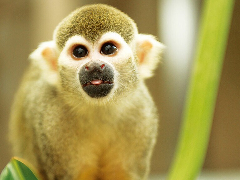 リスザルのキキ。