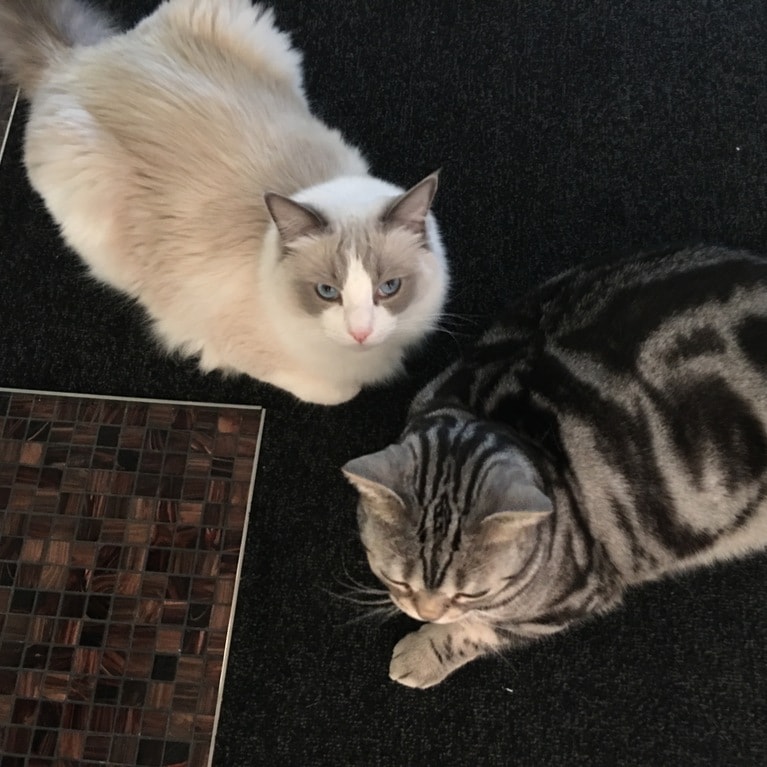 コウの助くん（左）とジャコ助くん（右）。