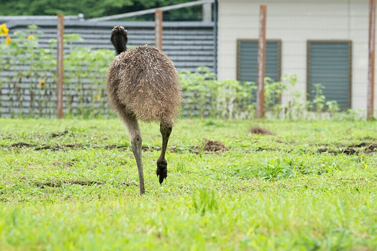 エミュー。