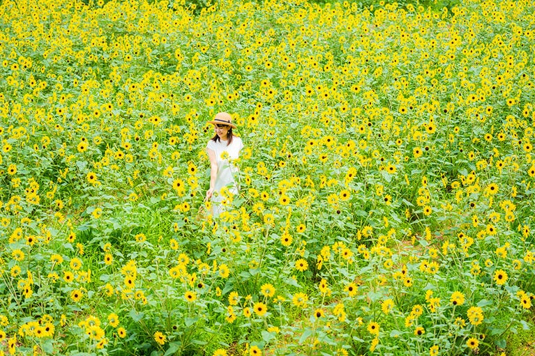 世羅高原農場「ひまわりまつり」。