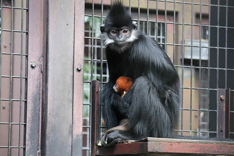 ダイダイとアマナツ。4月29日撮影／写真提供＝ズーラシア