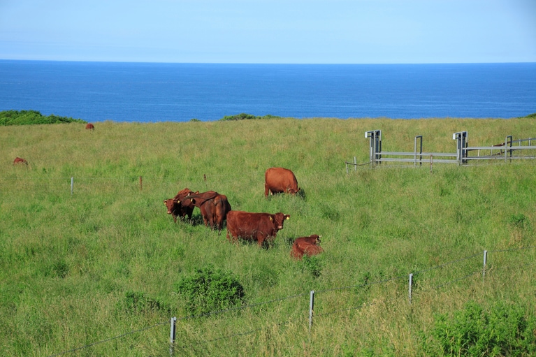 自然の中で育つ短角牛。写真はイメージ。写真：GYRO_PHOTOGRAPHY/イメージマート